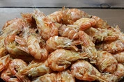 шримс козырьковый