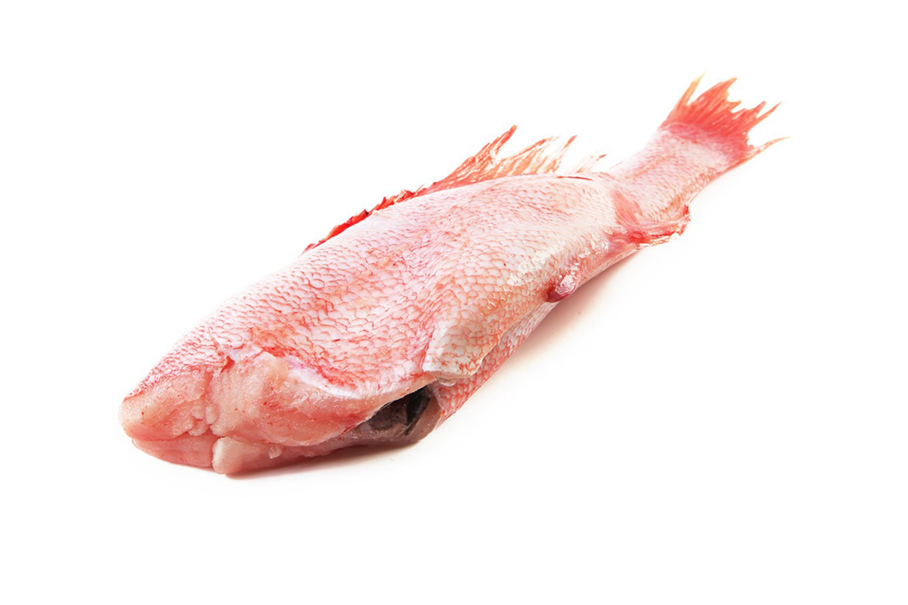 Окунь морской красный