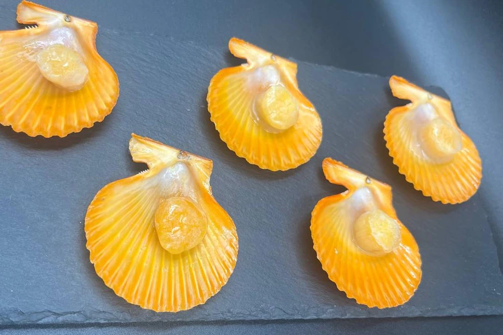 золотой гребешок морской