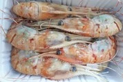 креветки гребенчатые