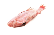 окунь морской