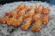 морской дракон креветка