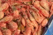 видео обзор углохвостых креветок