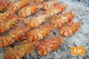 креветка гренландская